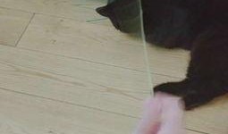 娱乐吃瓜酱猫咪视频