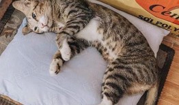 娱乐吃瓜酱猫咪视频